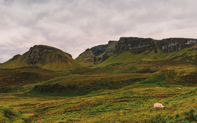 Image of the Highlands of Scotland with a sheep