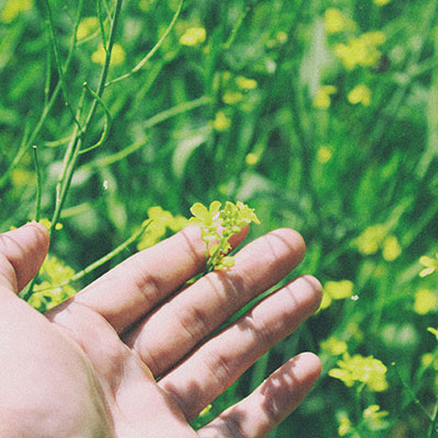 Hand holding flowers in a field