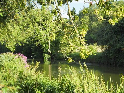 River with trees and vegetation growing along the banks.