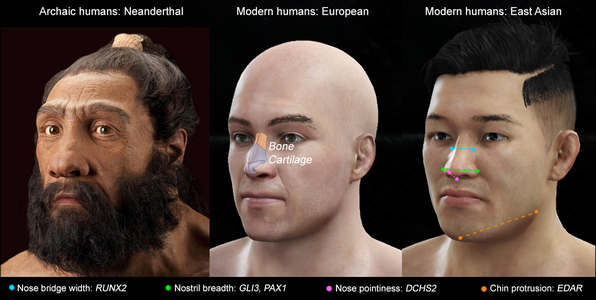 Comparrision of features of Neanderthal and modern humans from Europe and East Asia