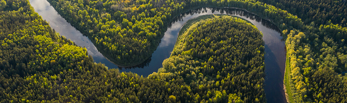 A river running through a forest