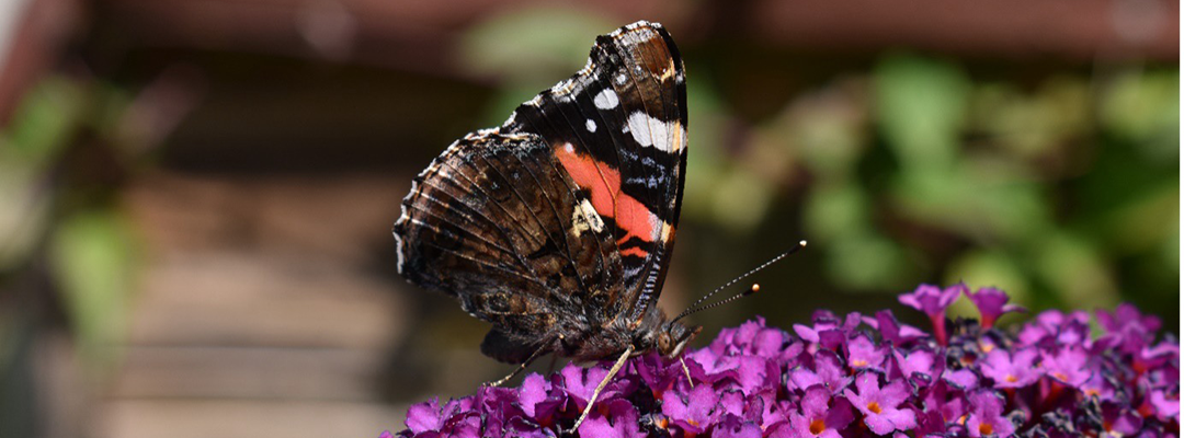 Photo of a Red Admiral (Vanessa atalanta) Butterfly