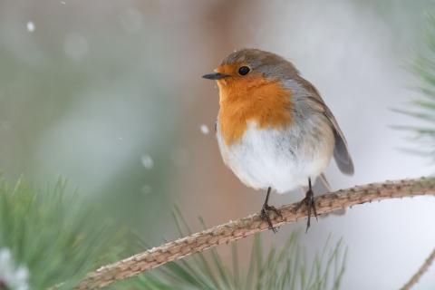 Winter scene of a robin sat on a fir tree branch with a blurred snowy scene in the background