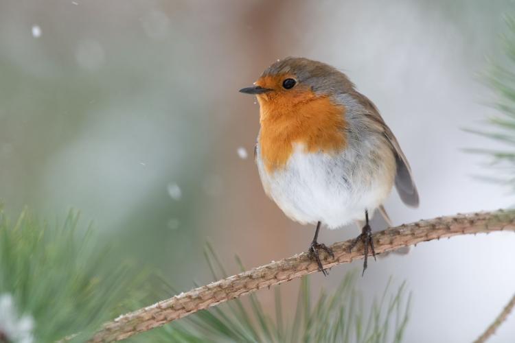 Winter scene of a robin sat on a fir tree branch with a blurred snowy scene in the background