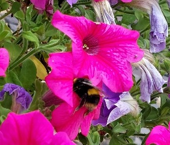 Pink flowers