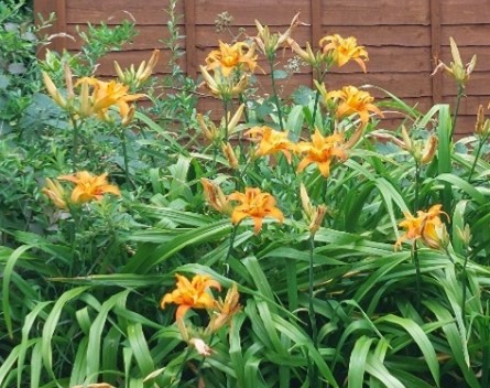 yellow flowers